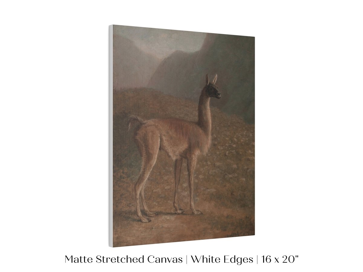 Guanaco Llama | P408 - Single Art Prints - Piccolo Fiore Prints