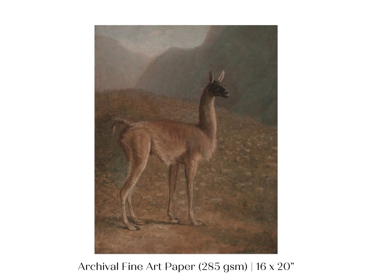 Guanaco Llama | P408 - Single Art Prints - Piccolo Fiore Prints