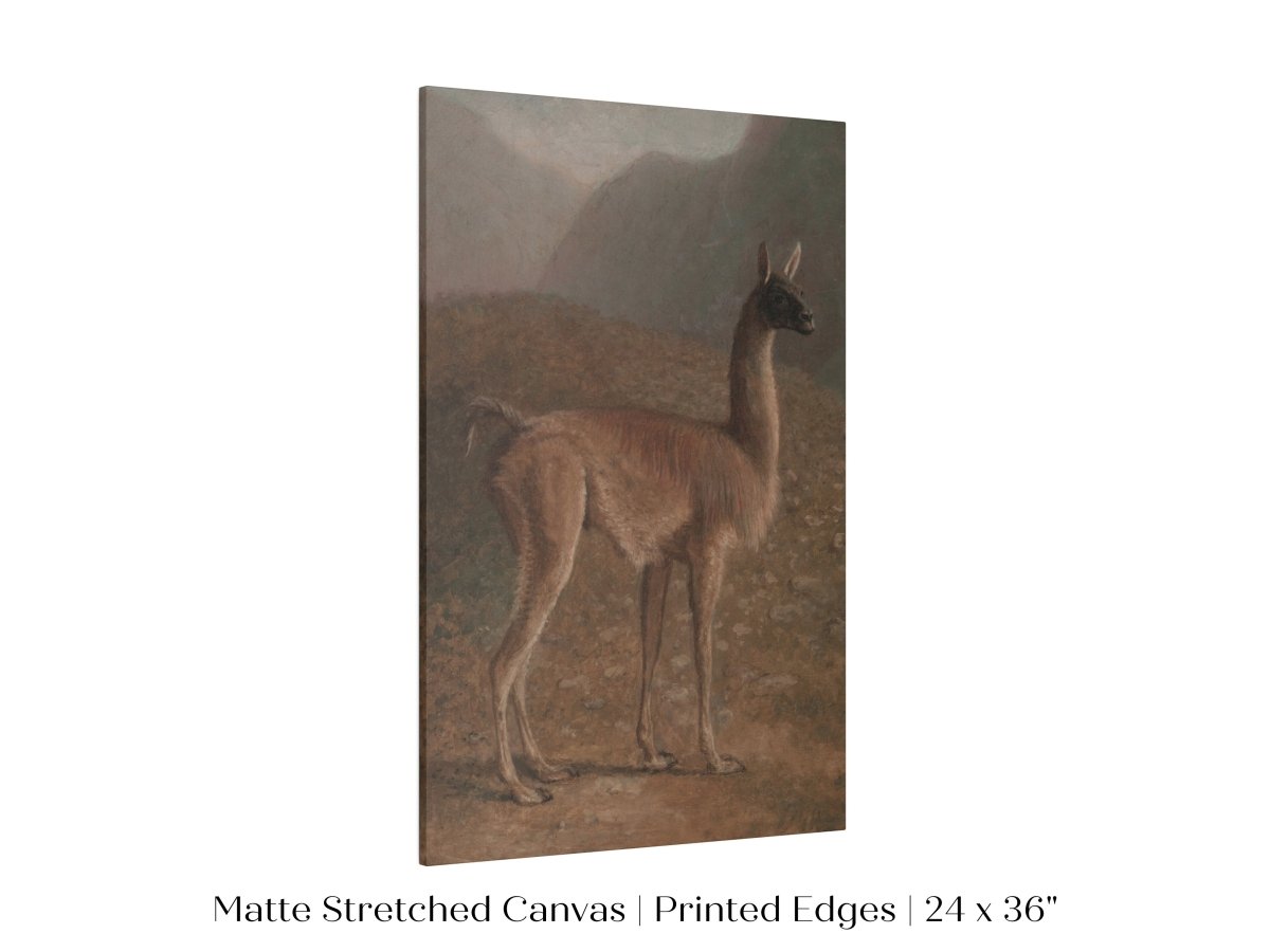 Guanaco Llama | P408 - Single Art Prints - Piccolo Fiore Prints