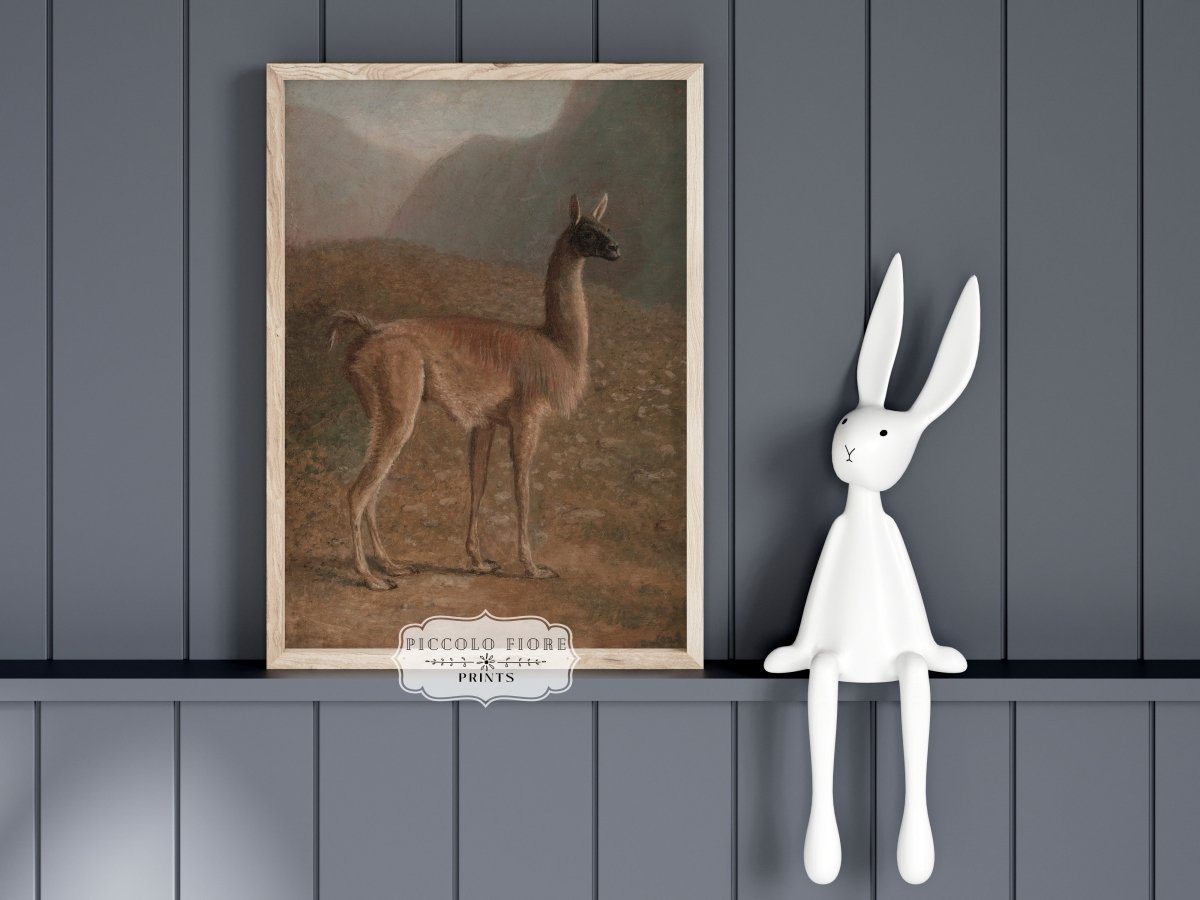Guanaco Llama | P408 - Single Art Prints - Piccolo Fiore Prints