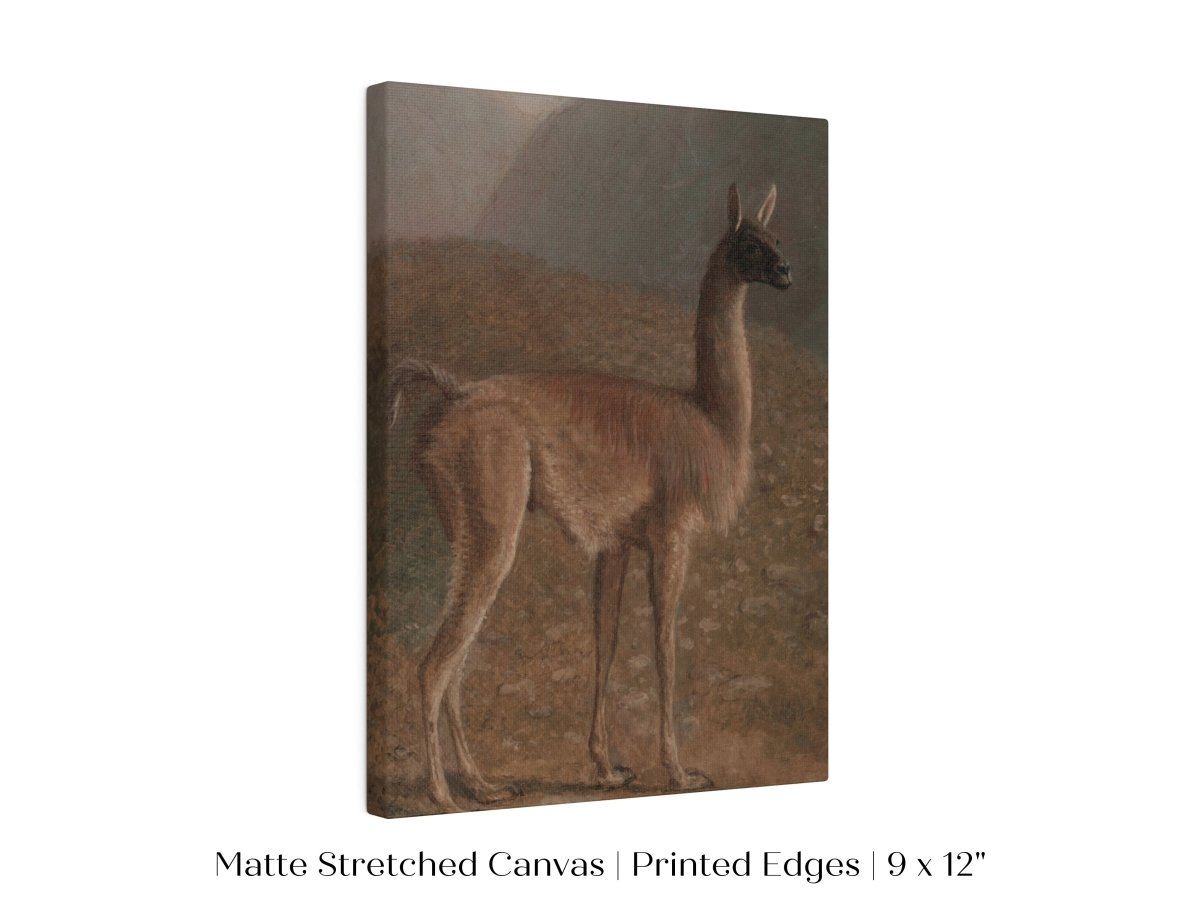 Guanaco Llama | P408 - Single Art Prints - Piccolo Fiore Prints