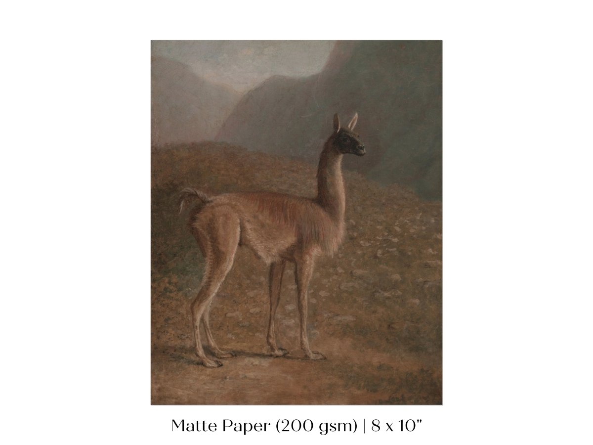 Guanaco Llama | P408 - Single Art Prints - Piccolo Fiore Prints
