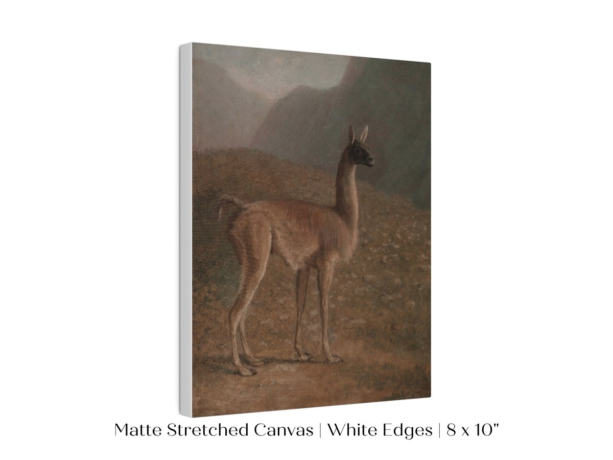 Guanaco Llama | P408 - Single Art Prints - Piccolo Fiore Prints