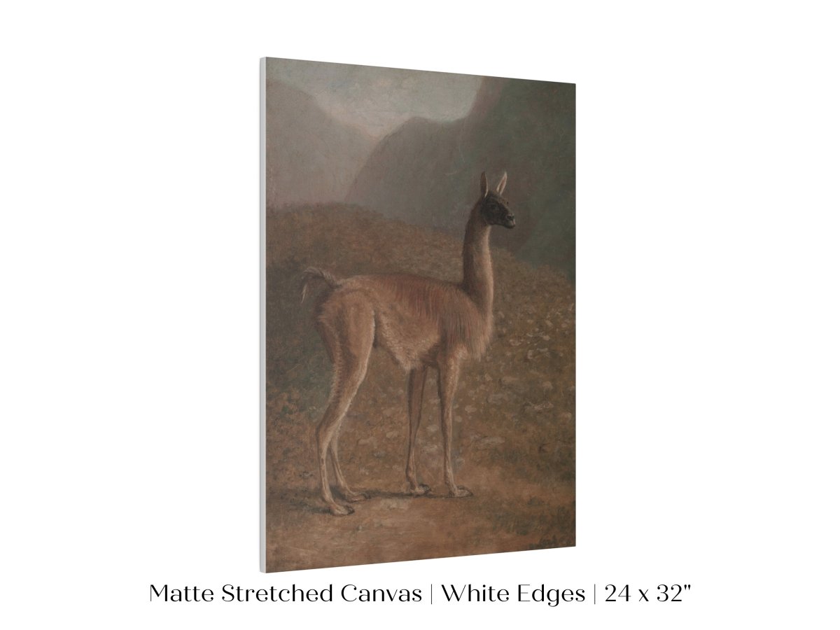 Guanaco Llama | P408 - Single Art Prints - Piccolo Fiore Prints
