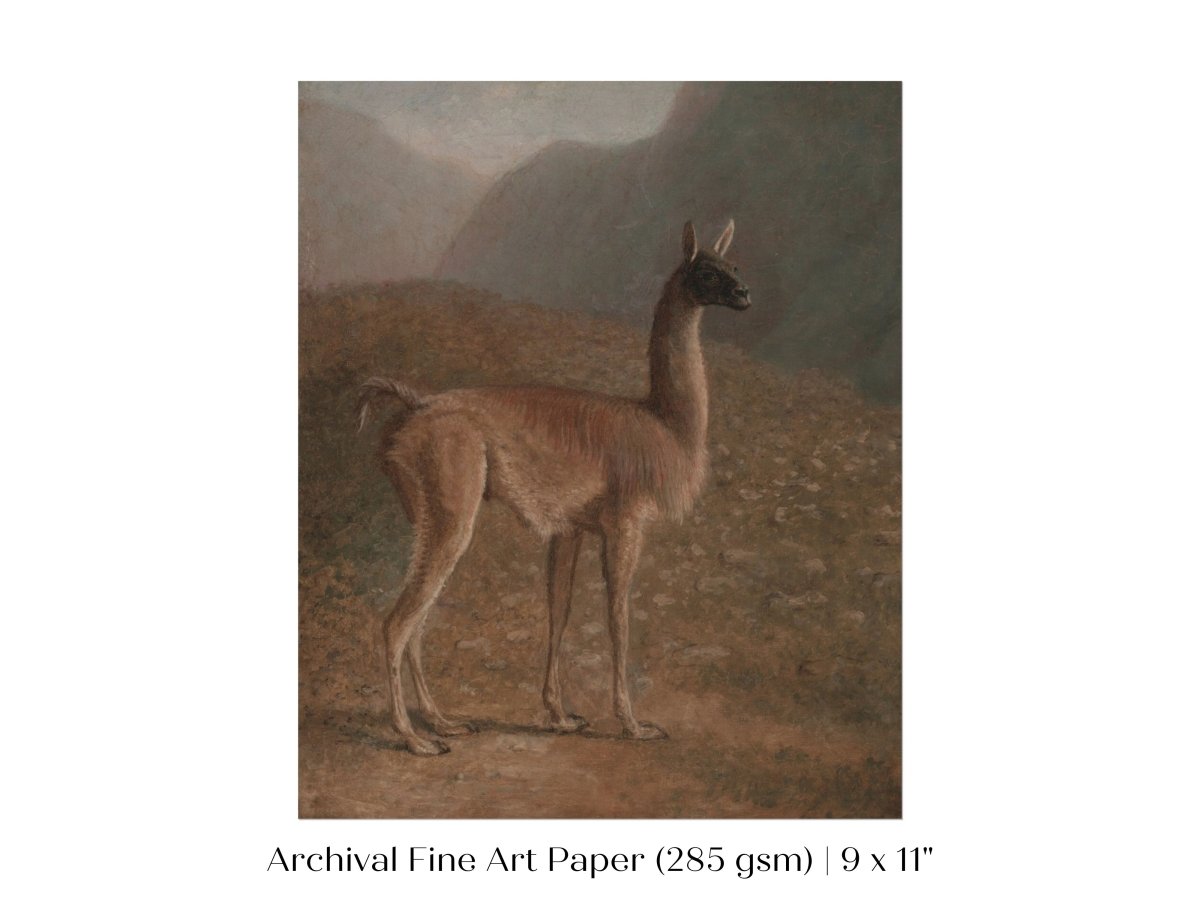 Guanaco Llama | P408 - Single Art Prints - Piccolo Fiore Prints