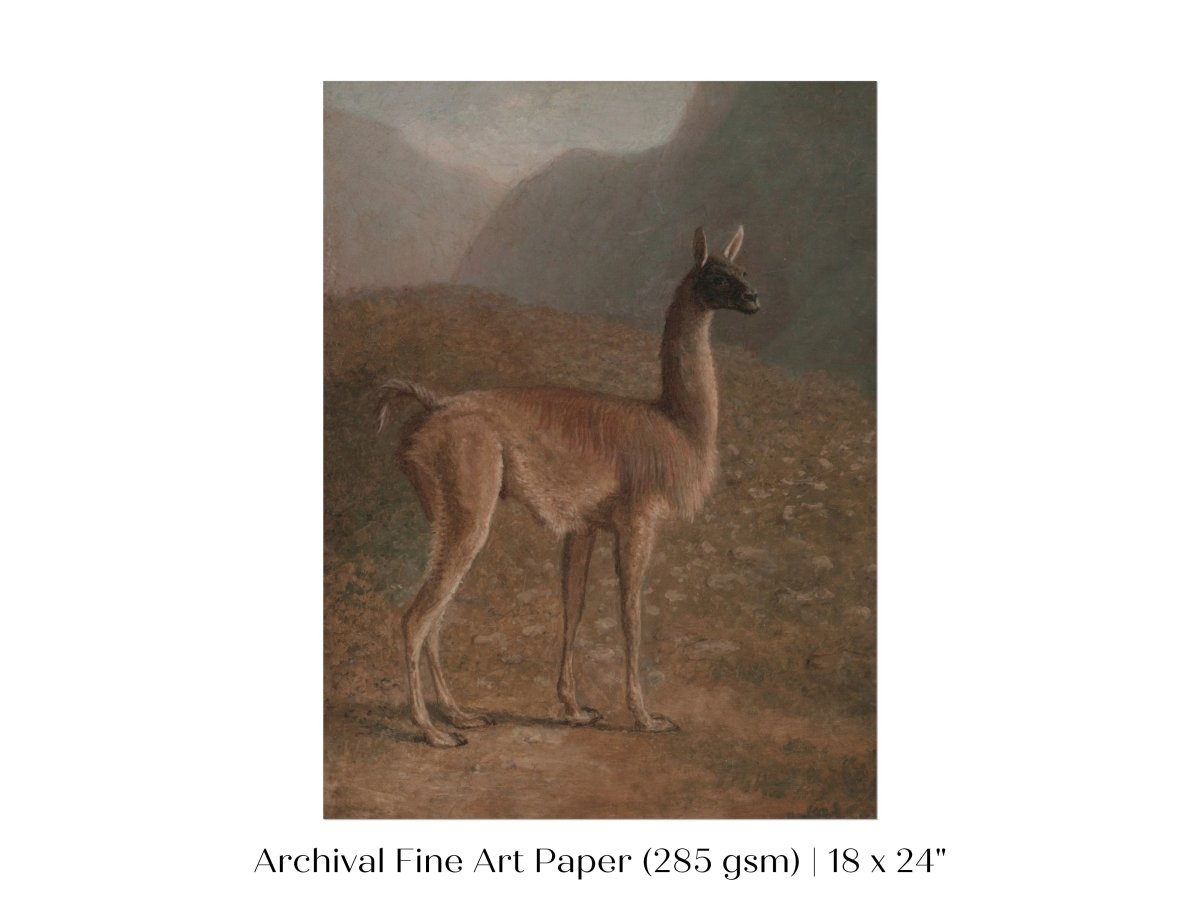 Guanaco Llama | P408 - Single Art Prints - Piccolo Fiore Prints