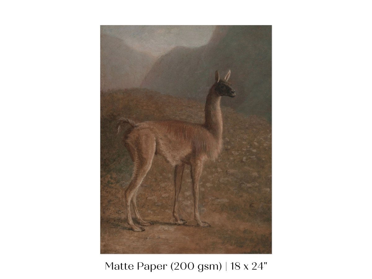 Guanaco Llama | P408 - Single Art Prints - Piccolo Fiore Prints