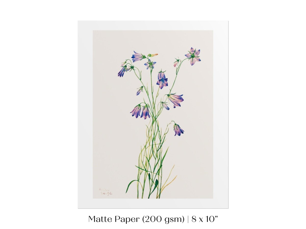 Harebell Illustration | P277 - Single Art Prints - Piccolo Fiore Prints