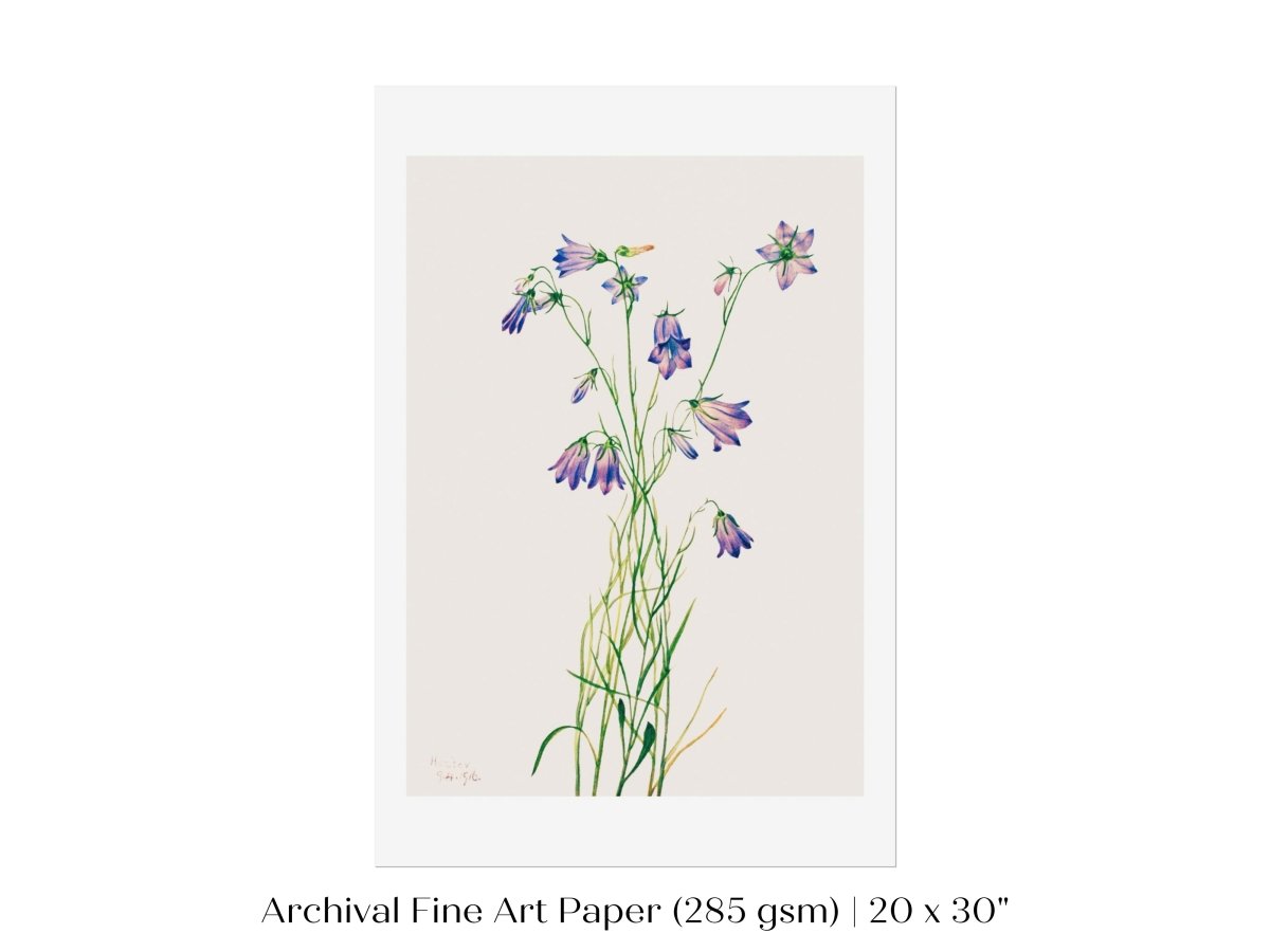 Harebell Illustration | P277 - Single Art Prints - Piccolo Fiore Prints