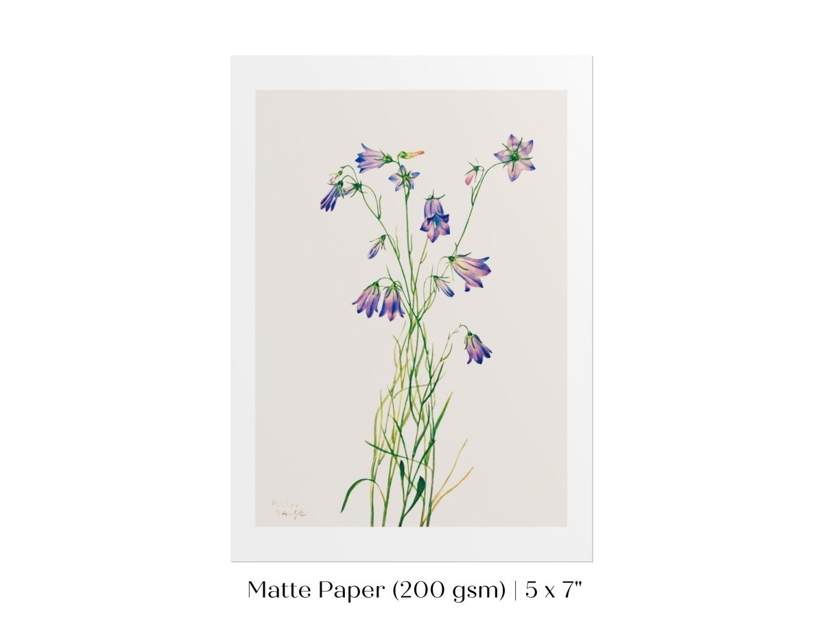 Harebell Illustration | P277 - Single Art Prints - Piccolo Fiore Prints