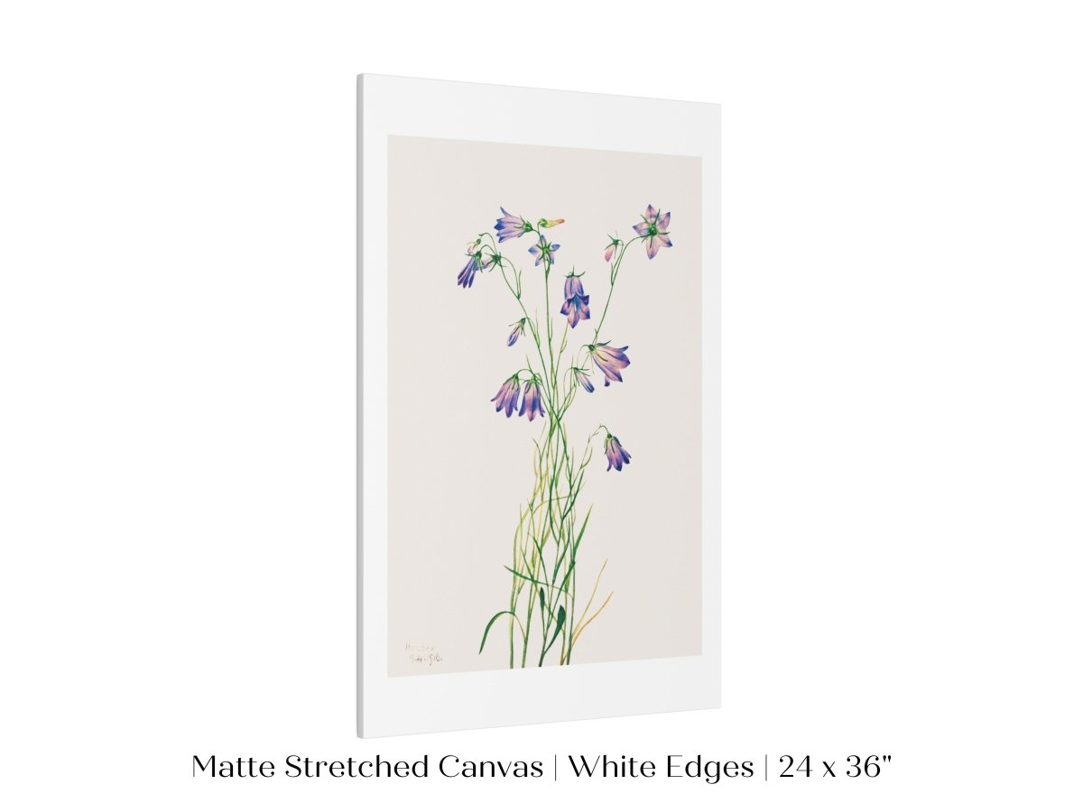Harebell Illustration | P277 - Single Art Prints - Piccolo Fiore Prints