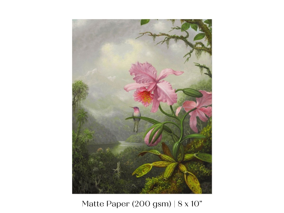 Hummingbird and Pink Orchid | P454 - Single Art Prints - Piccolo Fiore Prints