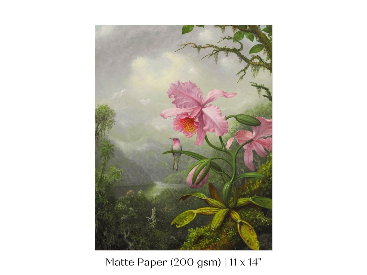 Hummingbird and Pink Orchid | P454 - Single Art Prints - Piccolo Fiore Prints