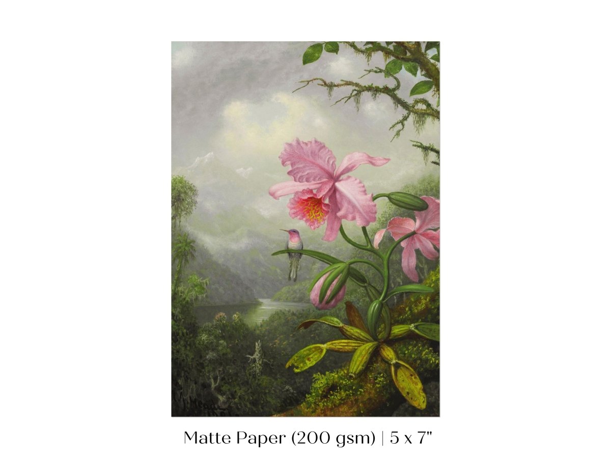 Hummingbird and Pink Orchid | P454 - Single Art Prints - Piccolo Fiore Prints