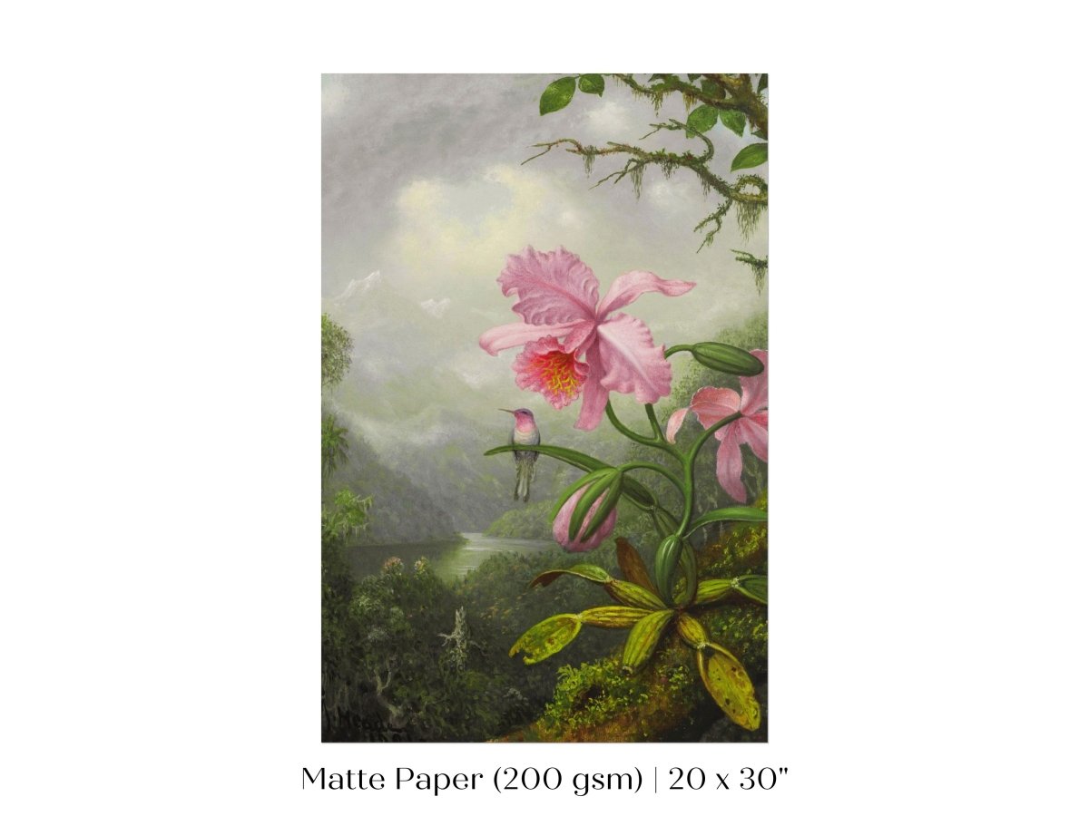 Hummingbird and Pink Orchid | P454 - Single Art Prints - Piccolo Fiore Prints