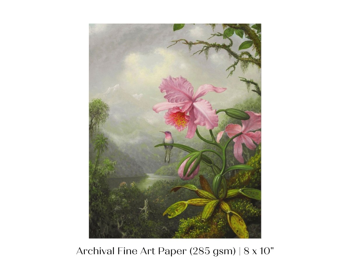 Hummingbird and Pink Orchid | P454 - Single Art Prints - Piccolo Fiore Prints