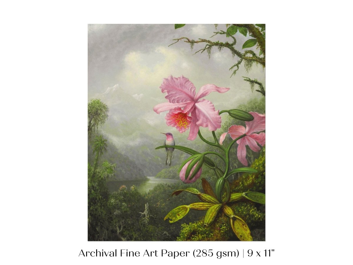 Hummingbird and Pink Orchid | P454 - Single Art Prints - Piccolo Fiore Prints