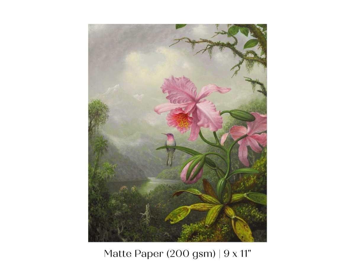 Hummingbird and Pink Orchid | P454 - Single Art Prints - Piccolo Fiore Prints