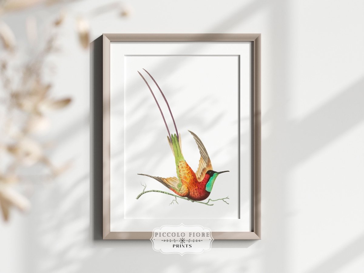 Hummingbird Illustration | P42 - Single Art Prints - Piccolo Fiore Prints