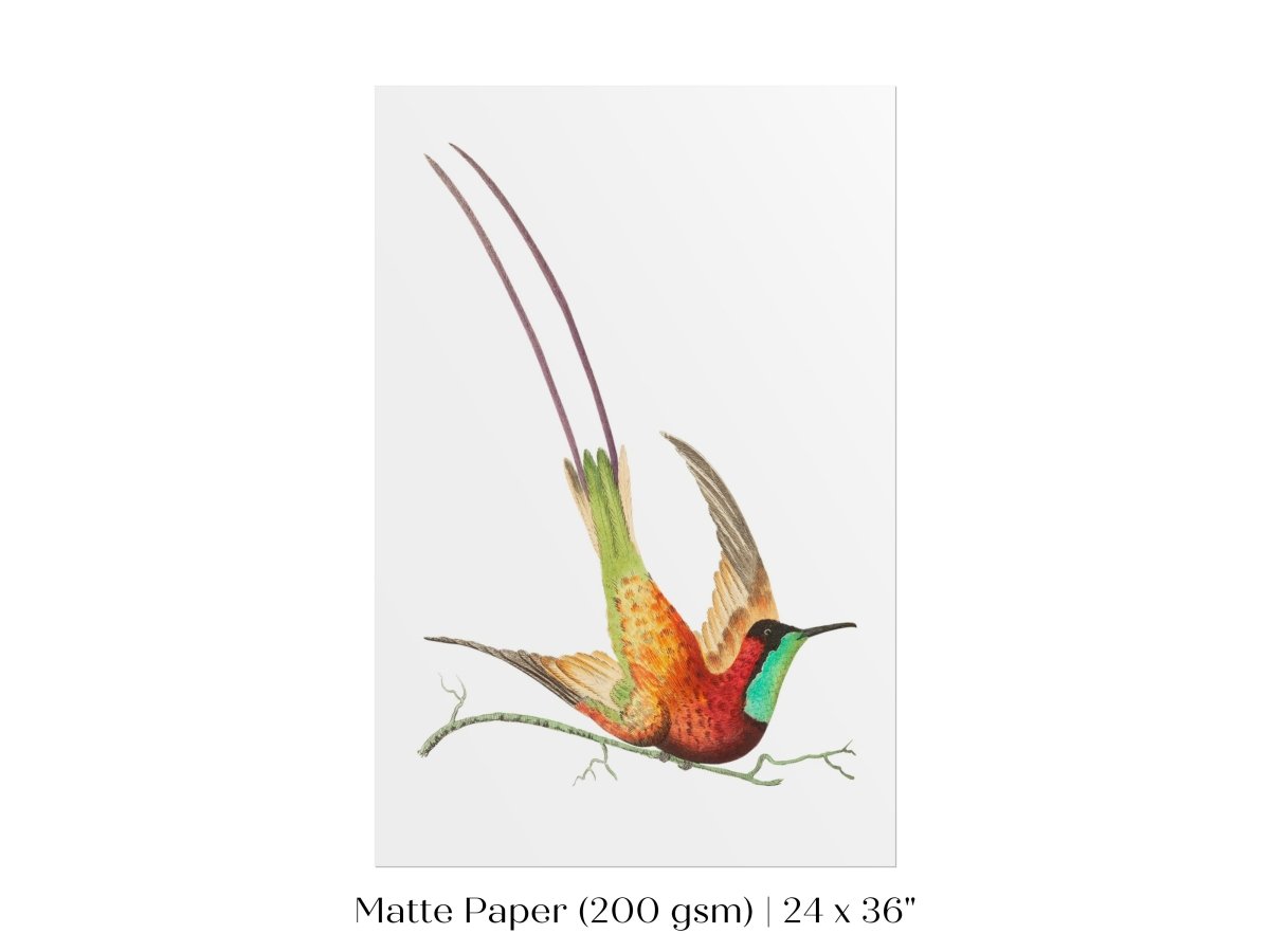 Hummingbird Illustration | P42 - Single Art Prints - Piccolo Fiore Prints