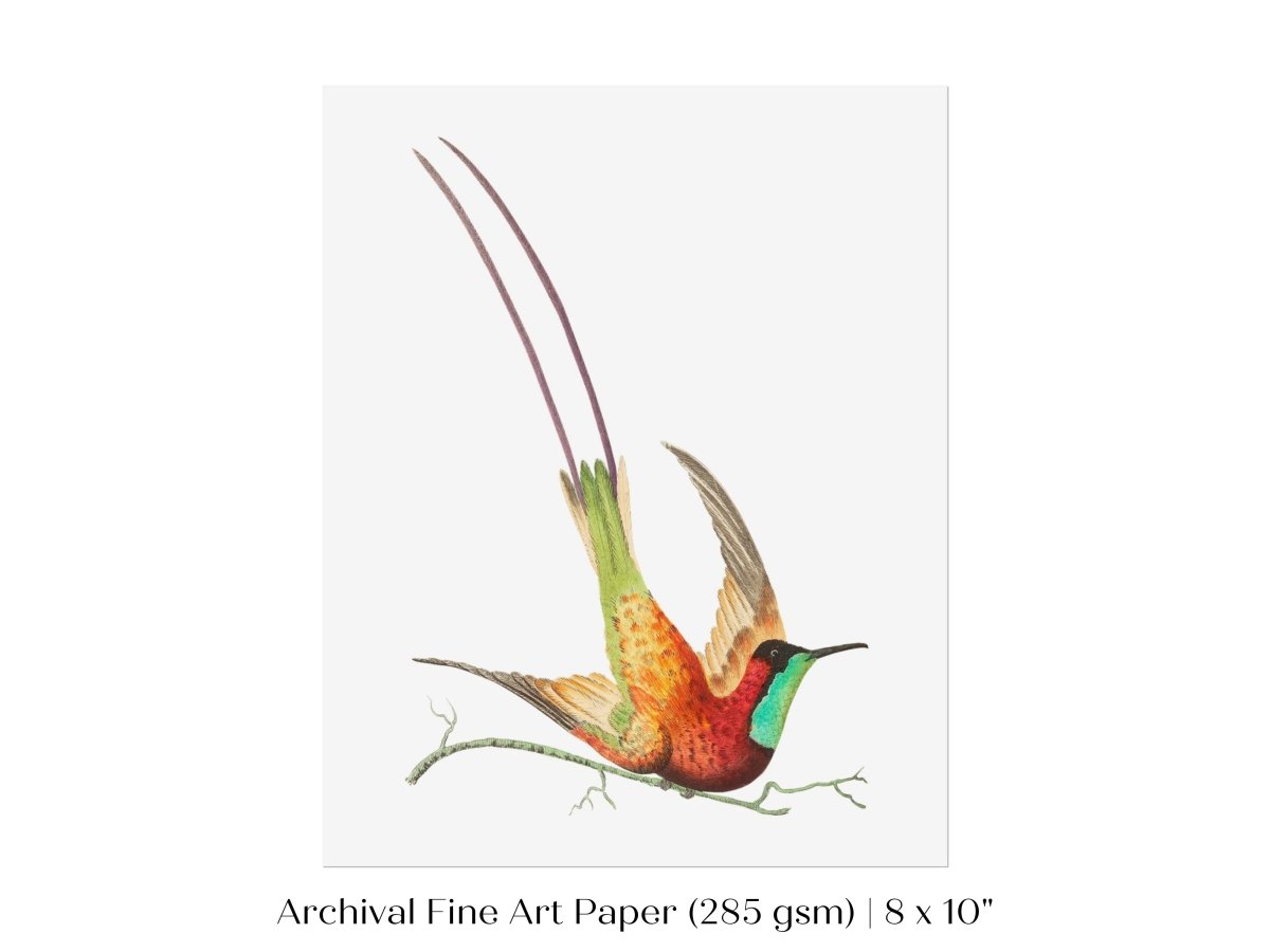 Hummingbird Illustration | P42 - Single Art Prints - Piccolo Fiore Prints
