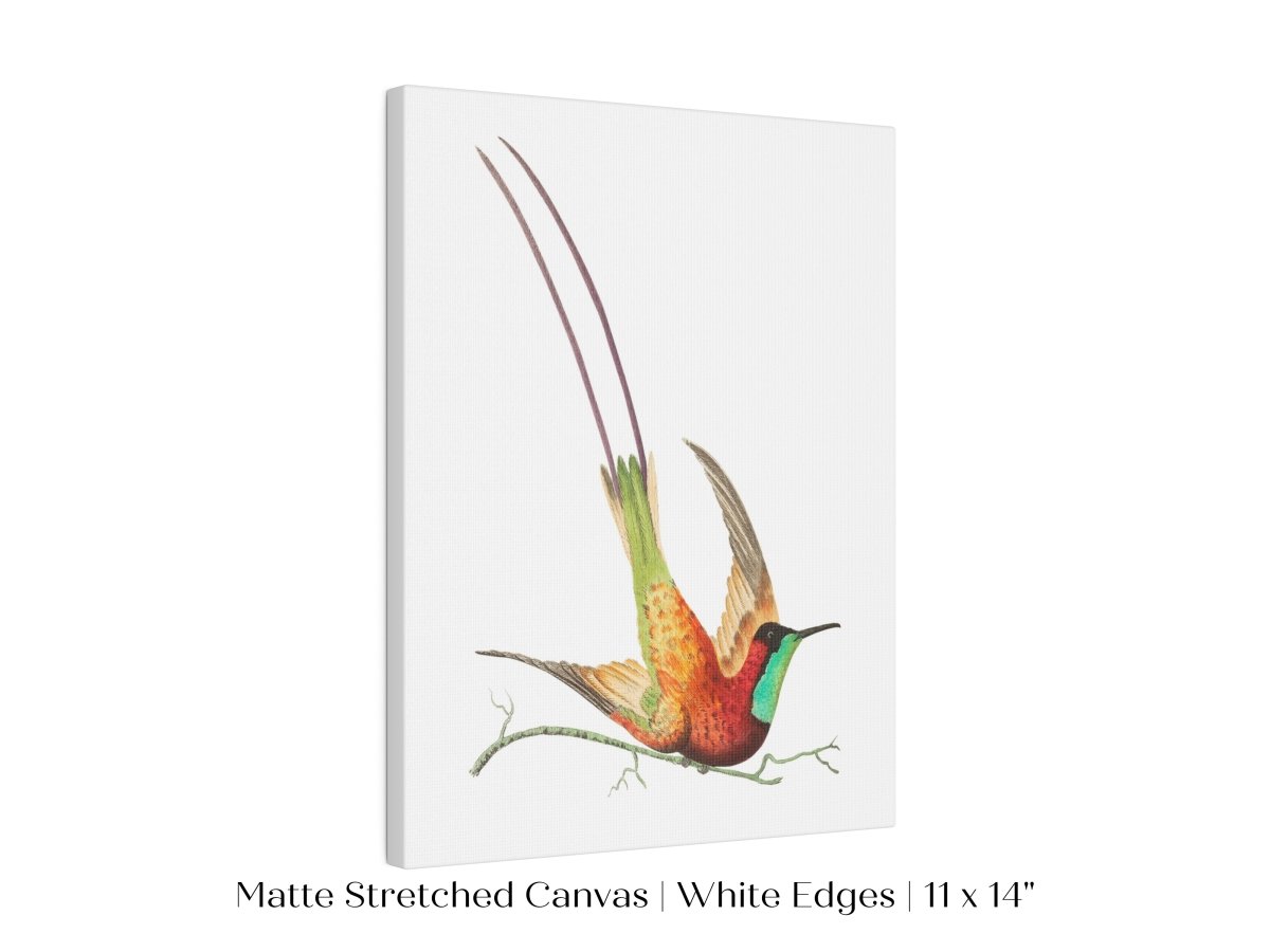 Hummingbird Illustration | P42 - Single Art Prints - Piccolo Fiore Prints