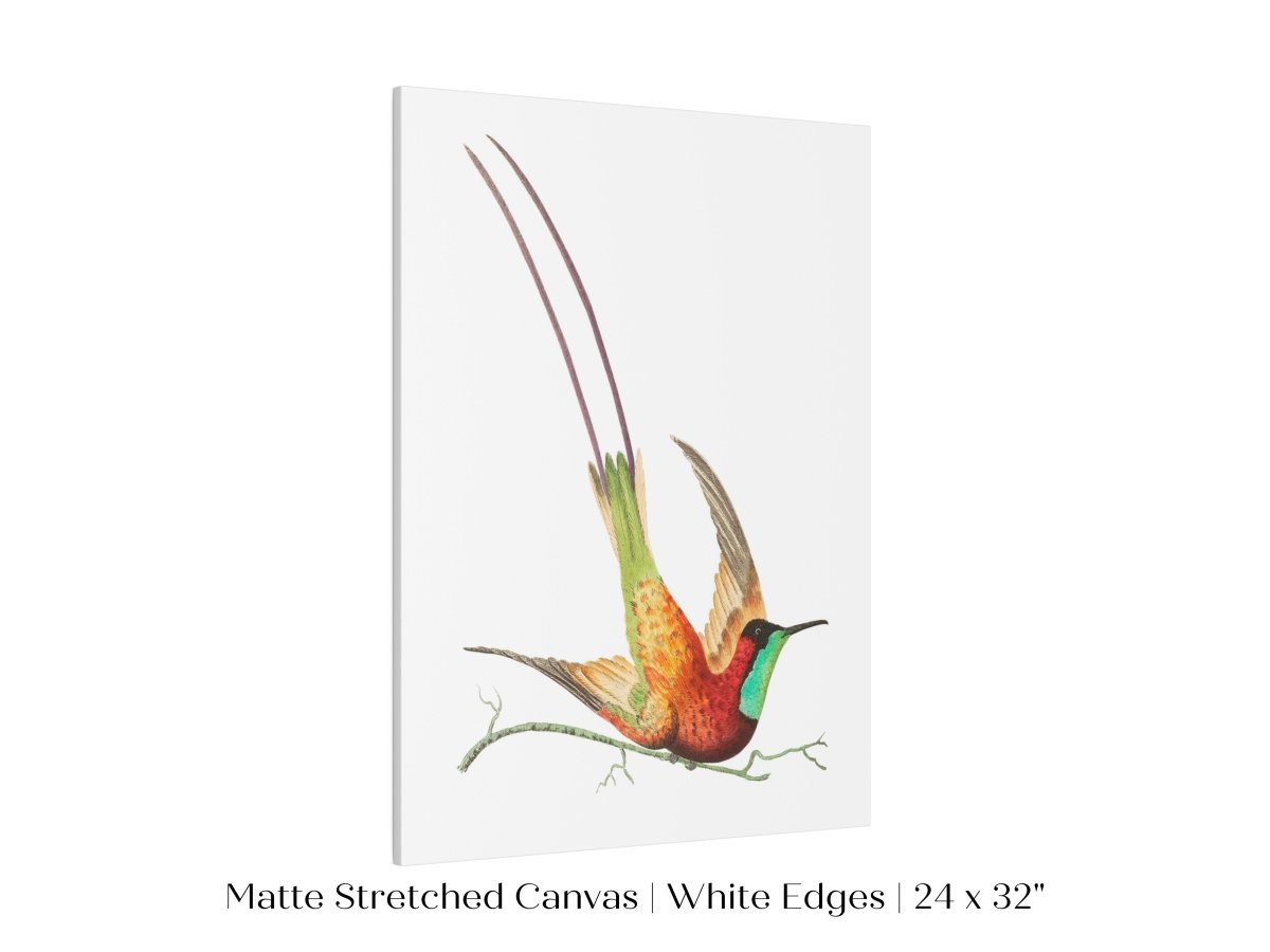 Hummingbird Illustration | P42 - Single Art Prints - Piccolo Fiore Prints