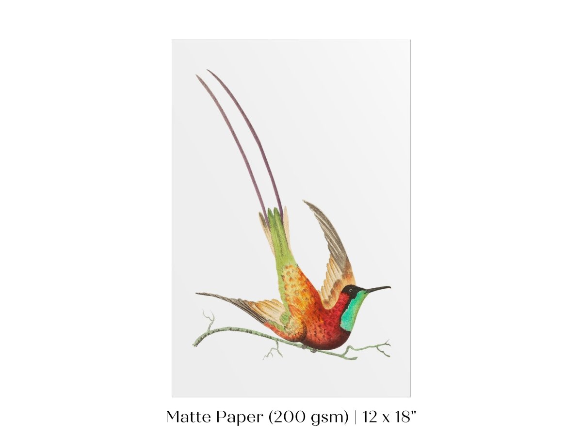 Hummingbird Illustration | P42 - Single Art Prints - Piccolo Fiore Prints