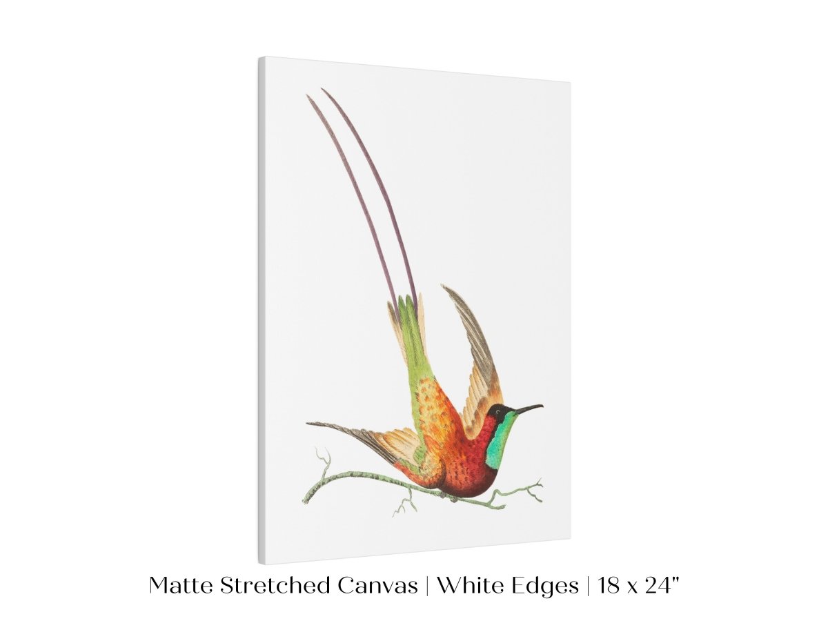 Hummingbird Illustration | P42 - Single Art Prints - Piccolo Fiore Prints