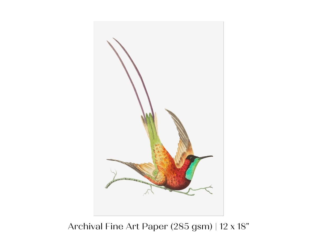 Hummingbird Illustration | P42 - Single Art Prints - Piccolo Fiore Prints