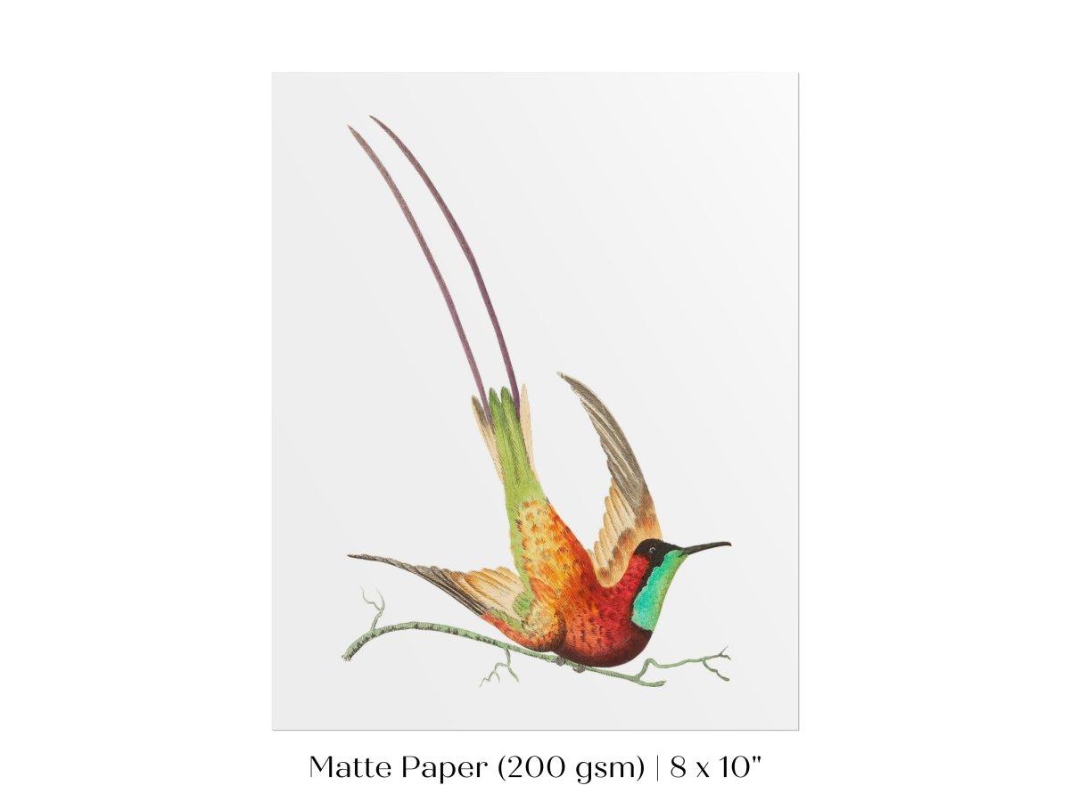 Hummingbird Illustration | P42 - Single Art Prints - Piccolo Fiore Prints