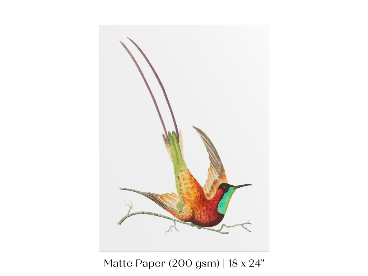 Hummingbird Illustration | P42 - Single Art Prints - Piccolo Fiore Prints