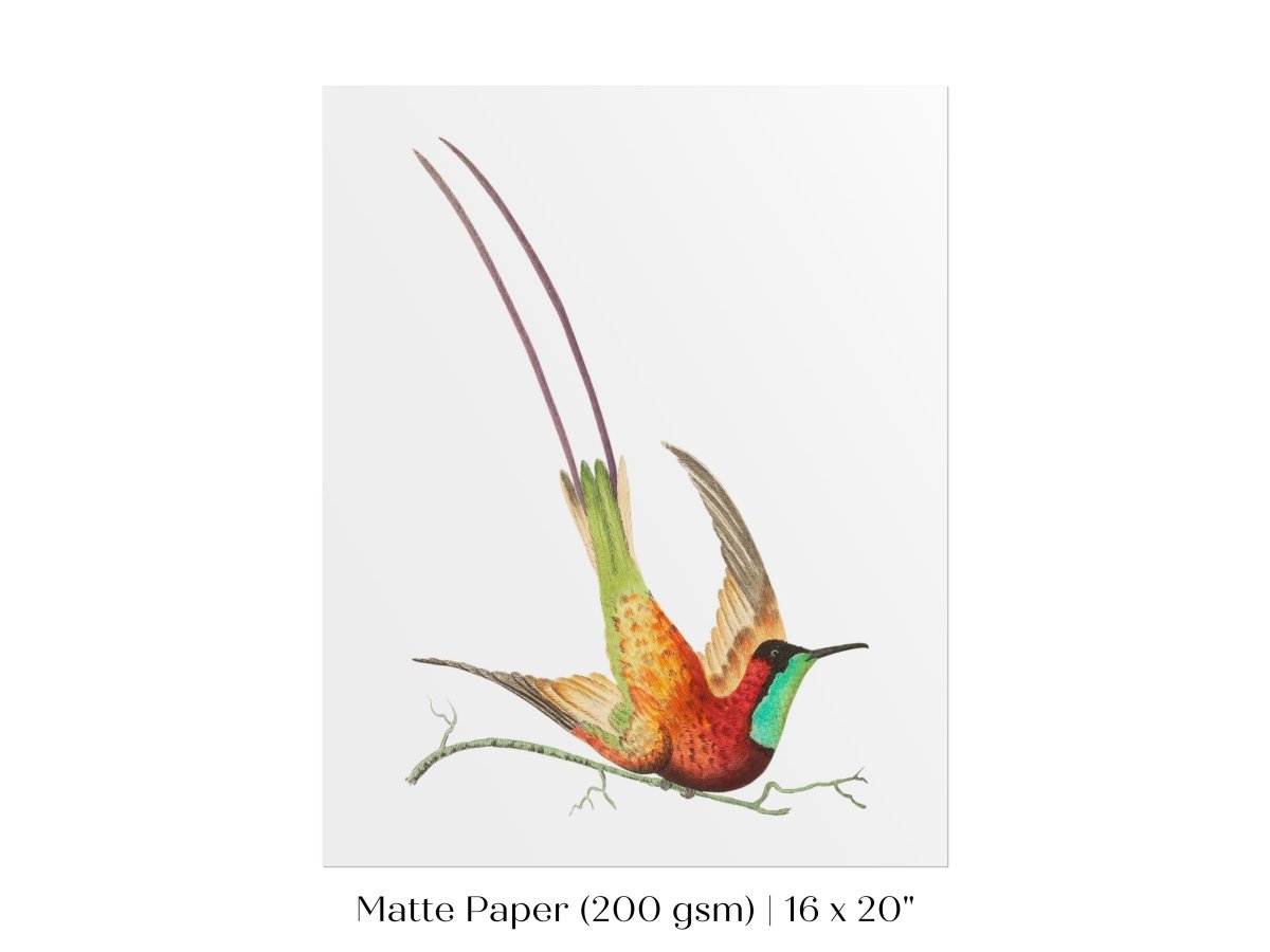 Hummingbird Illustration | P42 - Single Art Prints - Piccolo Fiore Prints