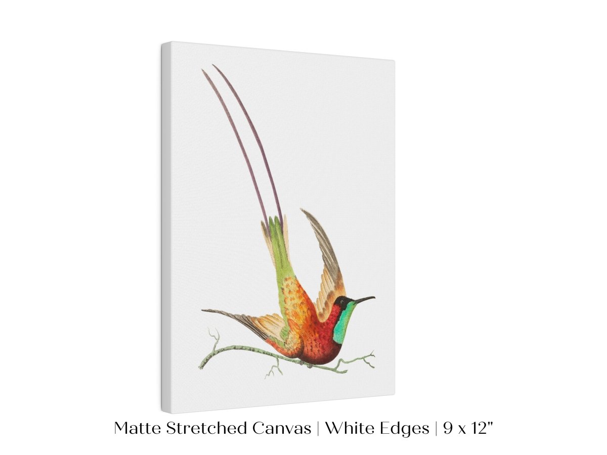 Hummingbird Illustration | P42 - Single Art Prints - Piccolo Fiore Prints