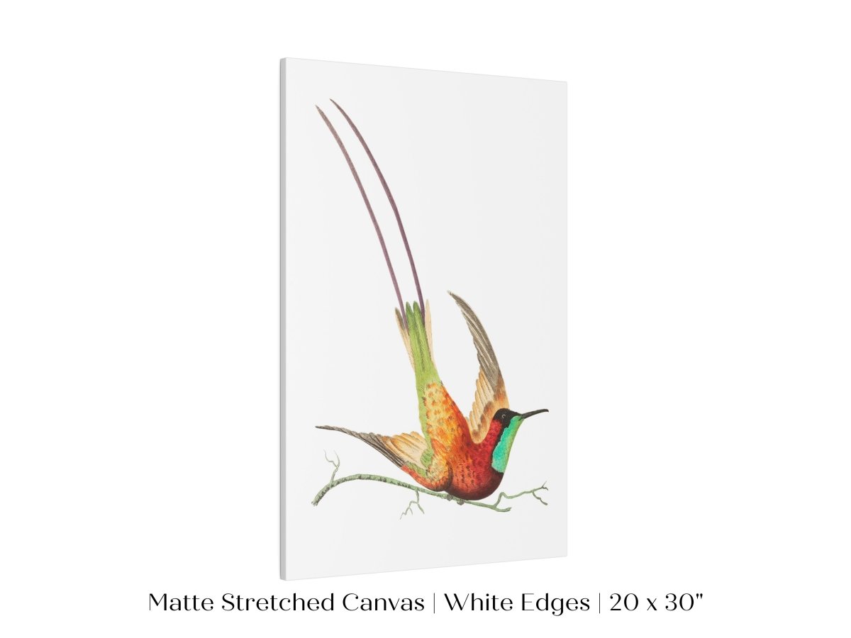 Hummingbird Illustration | P42 - Single Art Prints - Piccolo Fiore Prints