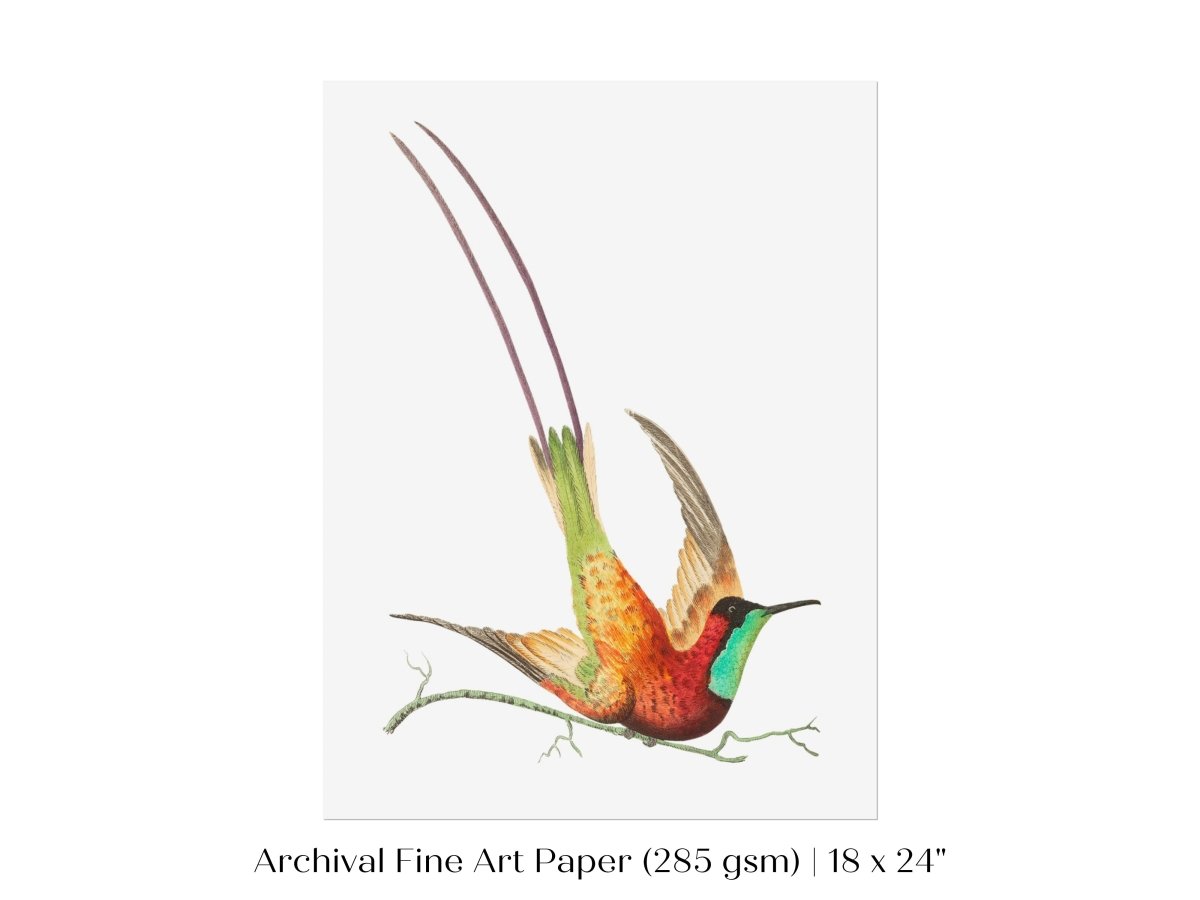 Hummingbird Illustration | P42 - Single Art Prints - Piccolo Fiore Prints