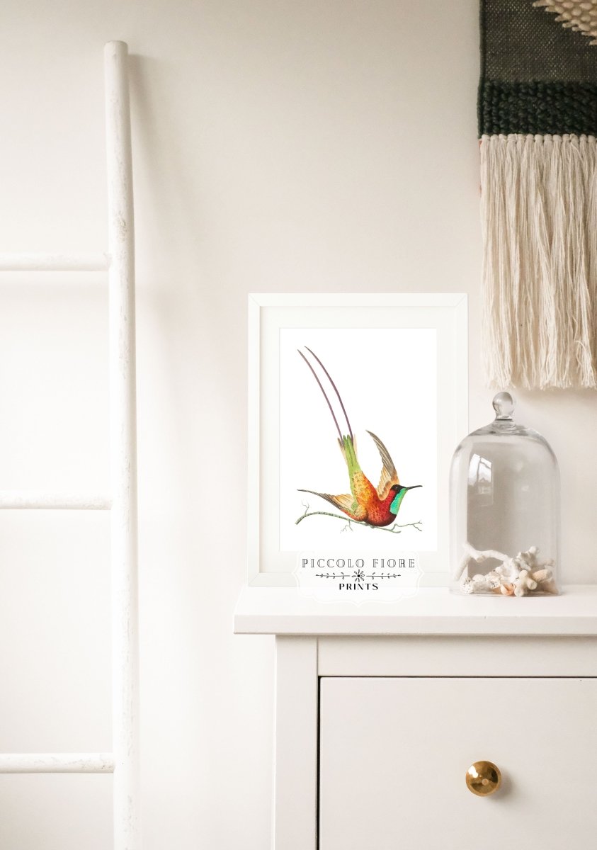 Hummingbird Illustration | P42 - Single Art Prints - Piccolo Fiore Prints