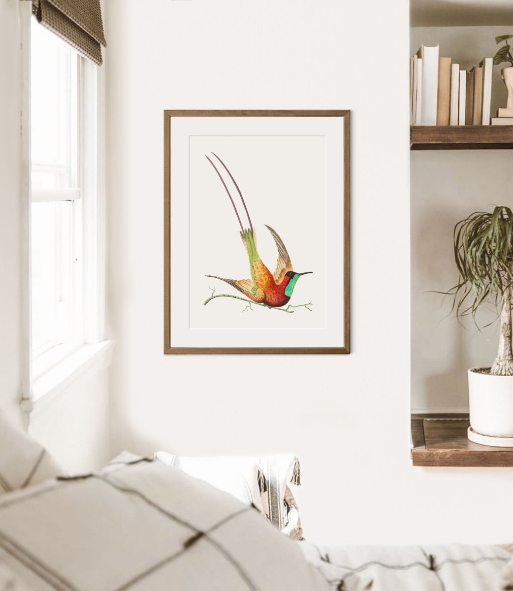 Hummingbird Illustration | P42 - Single Art Prints - Piccolo Fiore Prints