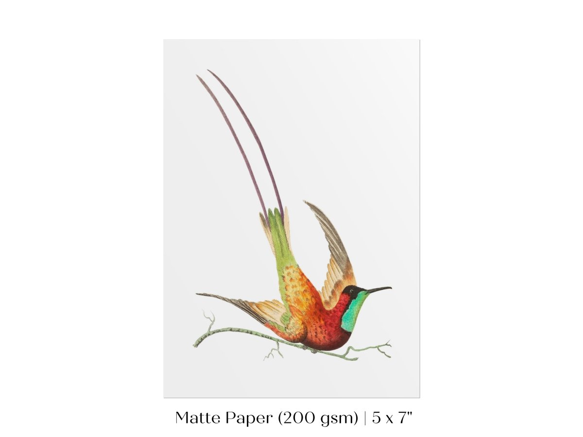 Hummingbird Illustration | P42 - Single Art Prints - Piccolo Fiore Prints