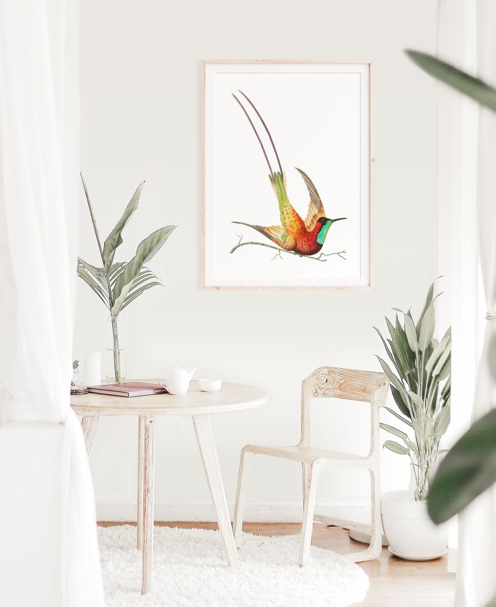 Hummingbird Illustration | P42 - Single Art Prints - Piccolo Fiore Prints