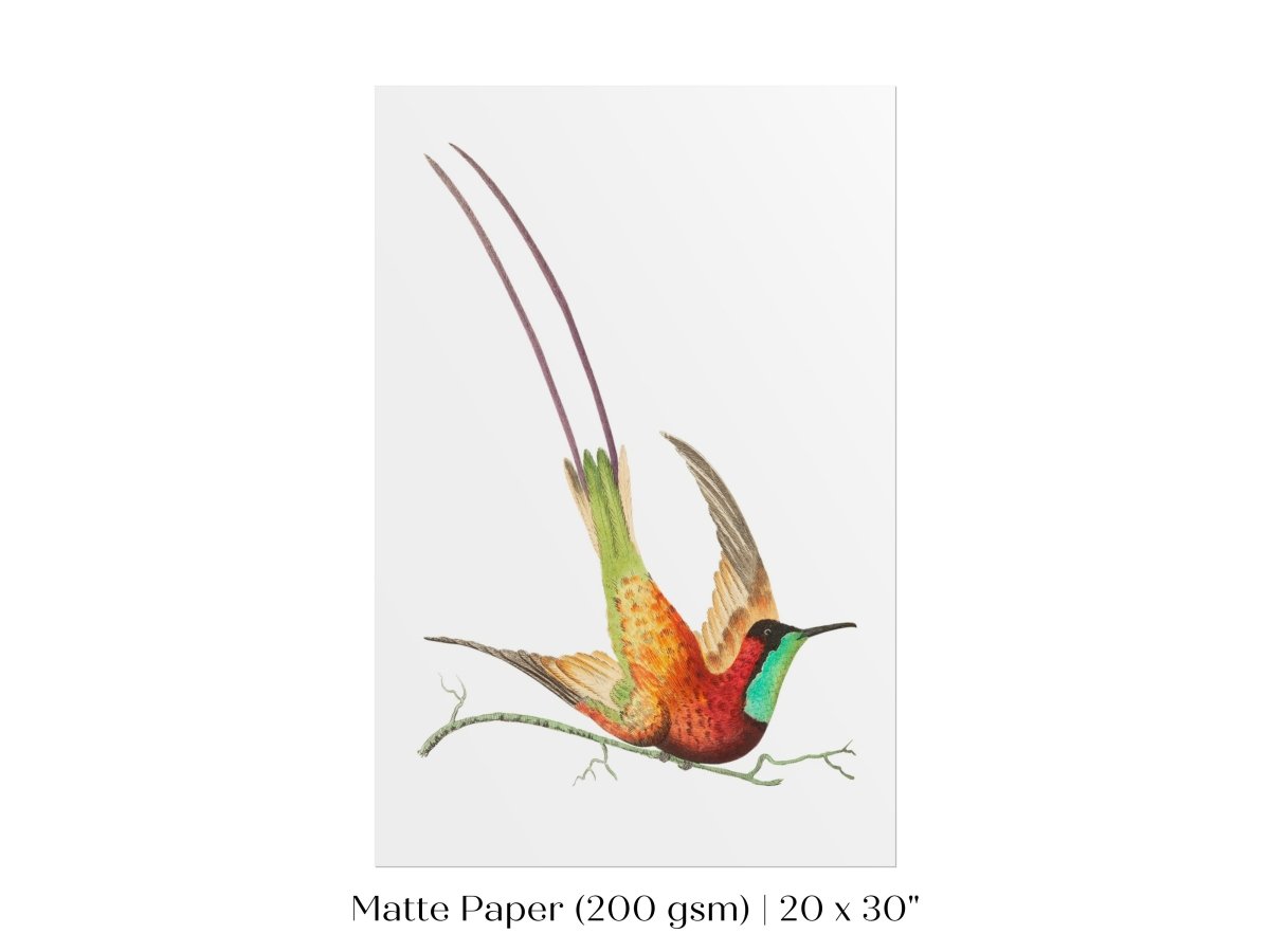 Hummingbird Illustration | P42 - Single Art Prints - Piccolo Fiore Prints