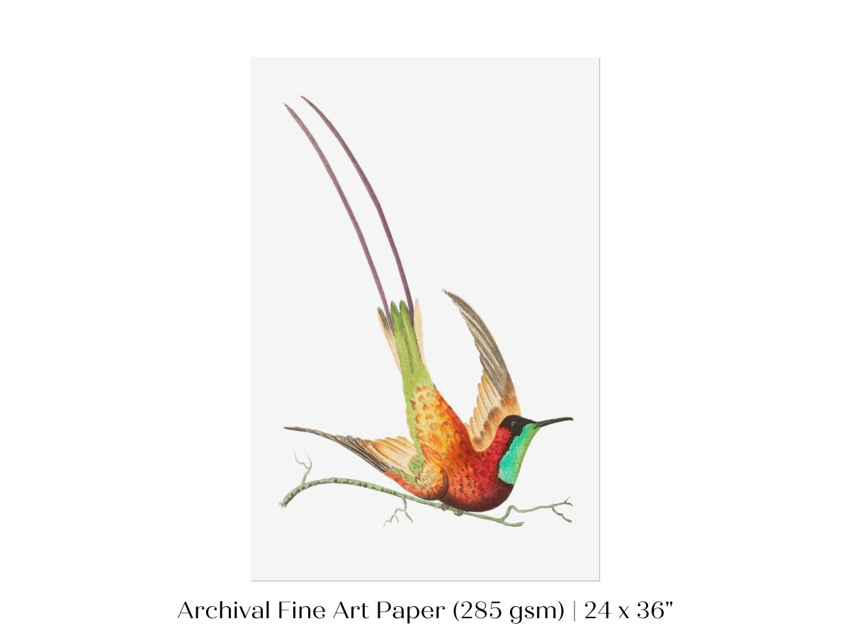 Hummingbird Illustration | P42 - Single Art Prints - Piccolo Fiore Prints