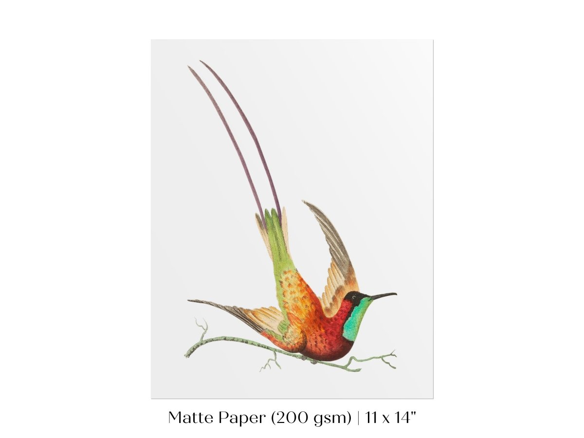 Hummingbird Illustration | P42 - Single Art Prints - Piccolo Fiore Prints
