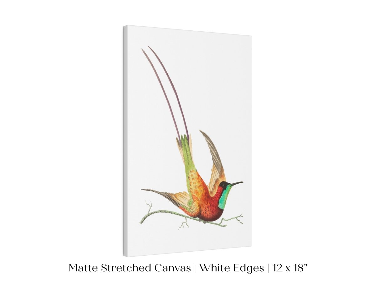 Hummingbird Illustration | P42 - Single Art Prints - Piccolo Fiore Prints
