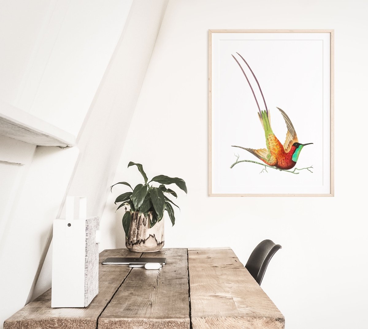 Hummingbird Illustration | P42 - Single Art Prints - Piccolo Fiore Prints