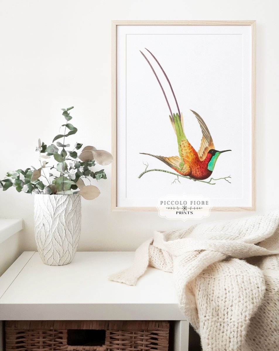 Hummingbird Illustration | P42 - Single Art Prints - Piccolo Fiore Prints