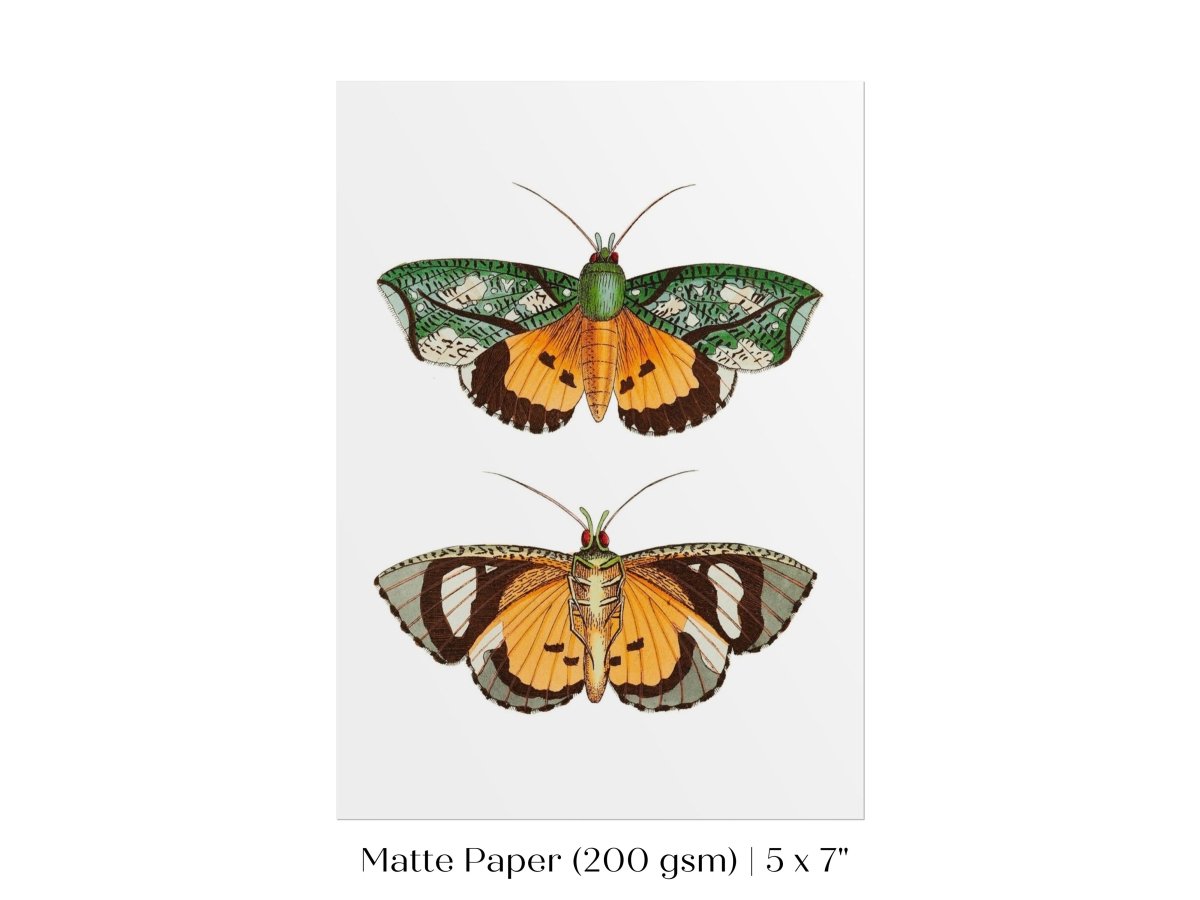 Hypermnestra Moth Illustration | P170 - Single Art Prints - Piccolo Fiore Prints