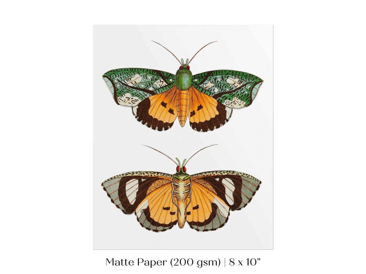 Hypermnestra Moth Illustration | P170 - Single Art Prints - Piccolo Fiore Prints