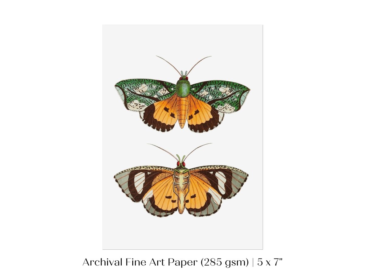Hypermnestra Moth Illustration | P170 - Single Art Prints - Piccolo Fiore Prints