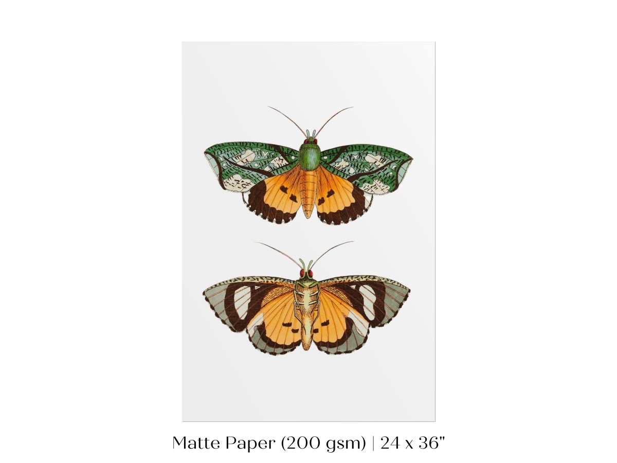 Hypermnestra Moth Illustration | P170 - Single Art Prints - Piccolo Fiore Prints